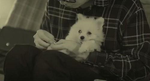 国产电影女生捡狗视频播放,国产电影中的感人一幕