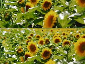 国产向日葵电影完整视频,绽放的青春与梦想