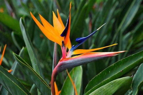 天堂鸟在线视频国产,国产生态纪录片，探寻自然之美