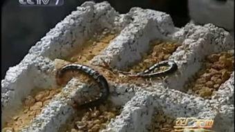 国产最美蜈蚣是谁啊视频,探寻蜈蚣界的绝色佳品